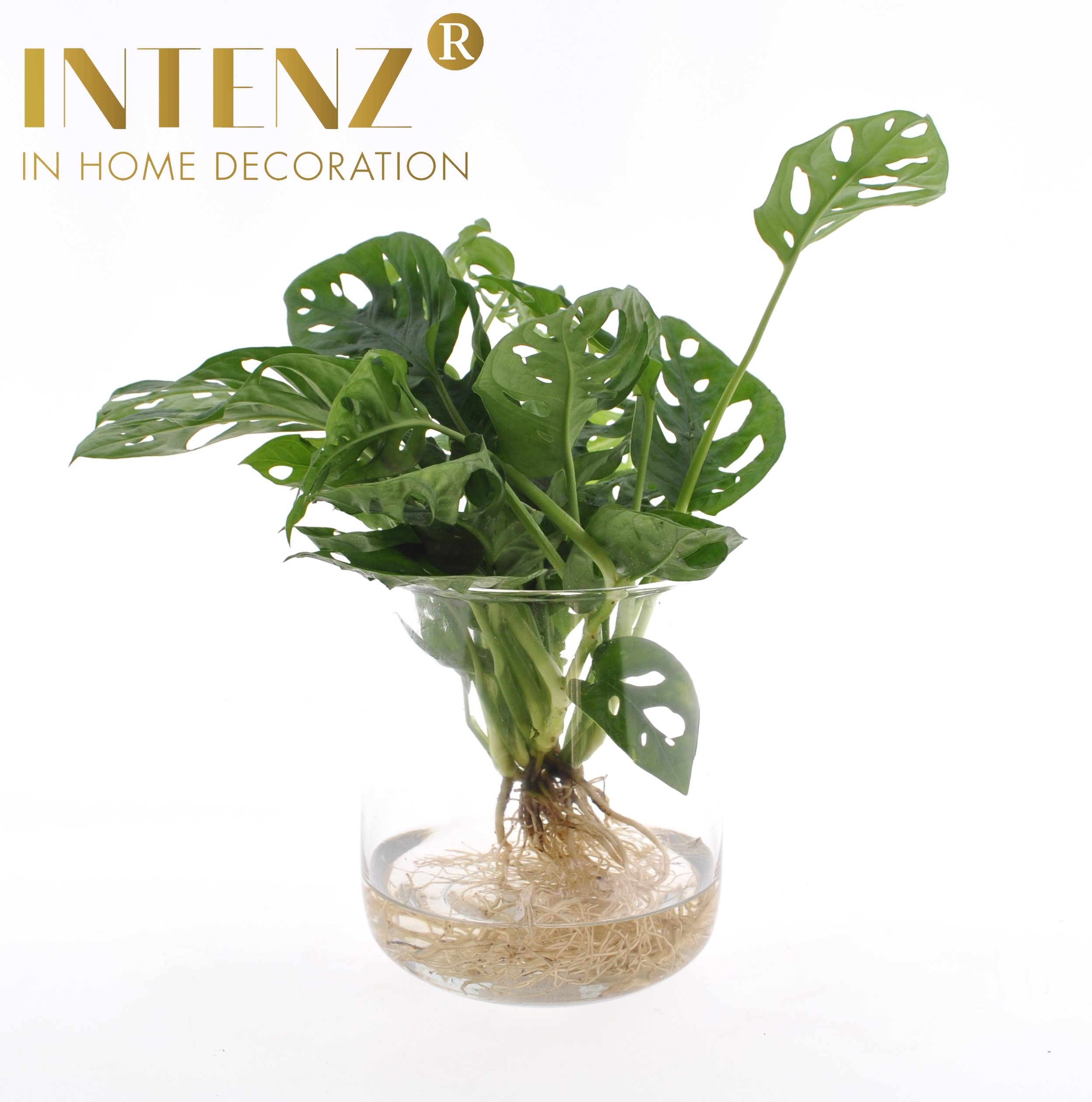 Plant trend: Hydroponics
