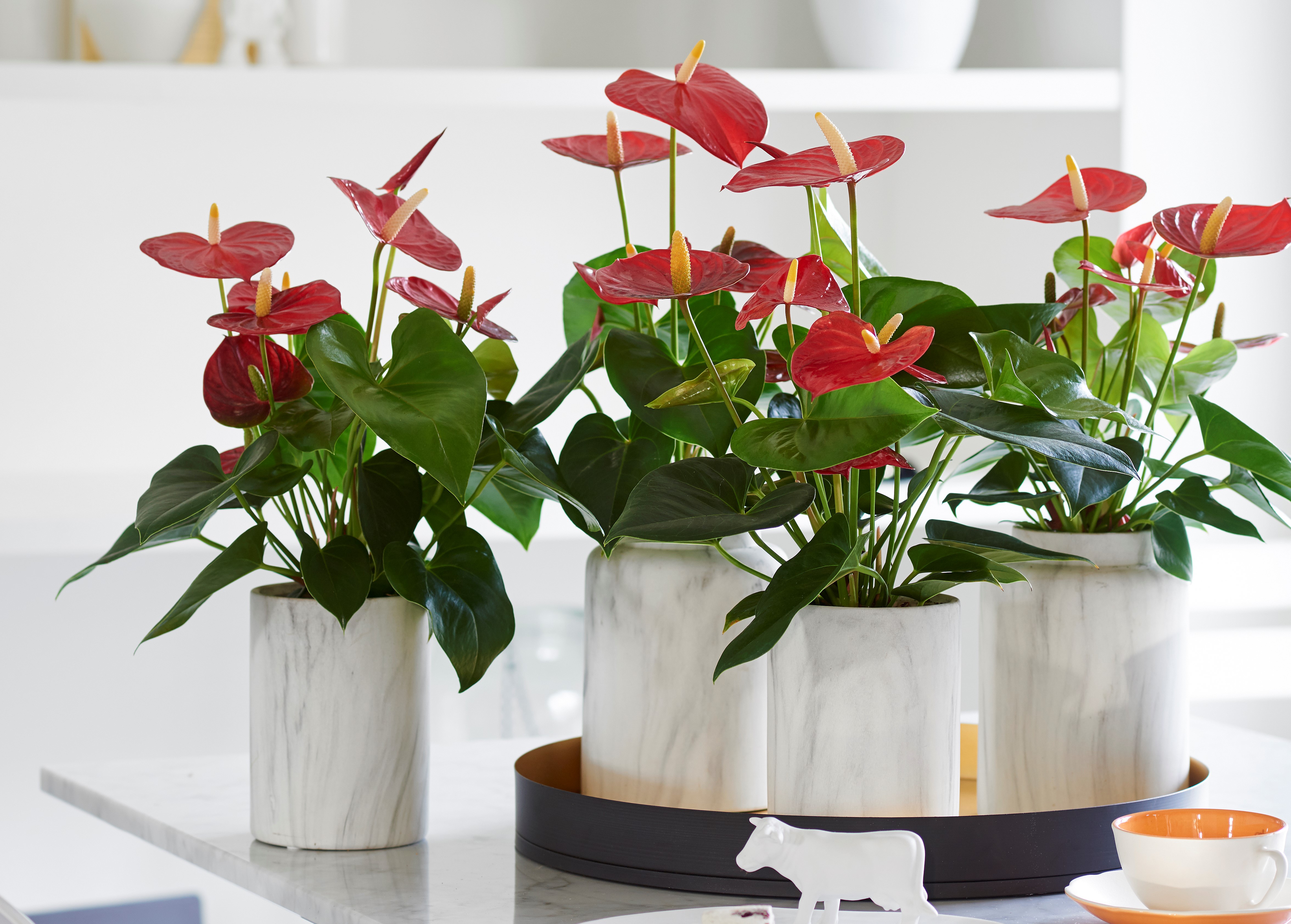 Цветы домашние комнатные фото. Горшечное растение Антуриум. Антуриум Рустика. Антуриум Эстетика. Горшок для антуриума. Цветы домашние комнатные фото. Горшечное растение Антуриум. Антуриум Рустика. Антуриум Эстетика. Горшок для антуриума.