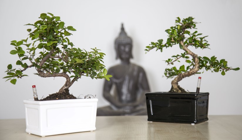 20+ Bonsai Plant Care Watering Pics