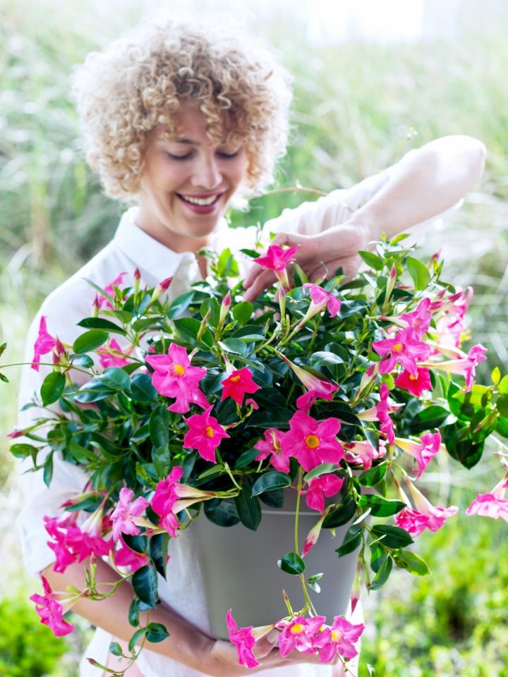 Mandevilla Mandevilla